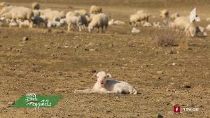 ფერმა 03 24 2019.mp4_20190324_124341.412