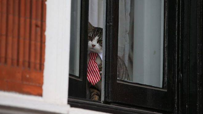 „ვიკილიქსი“ - ჯულიან ასანჟის კატა უსაფრთხოდ არის [ვიდეო]