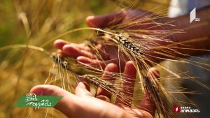 ფერმა 04 21 2019.mp4_20190421_134153.148