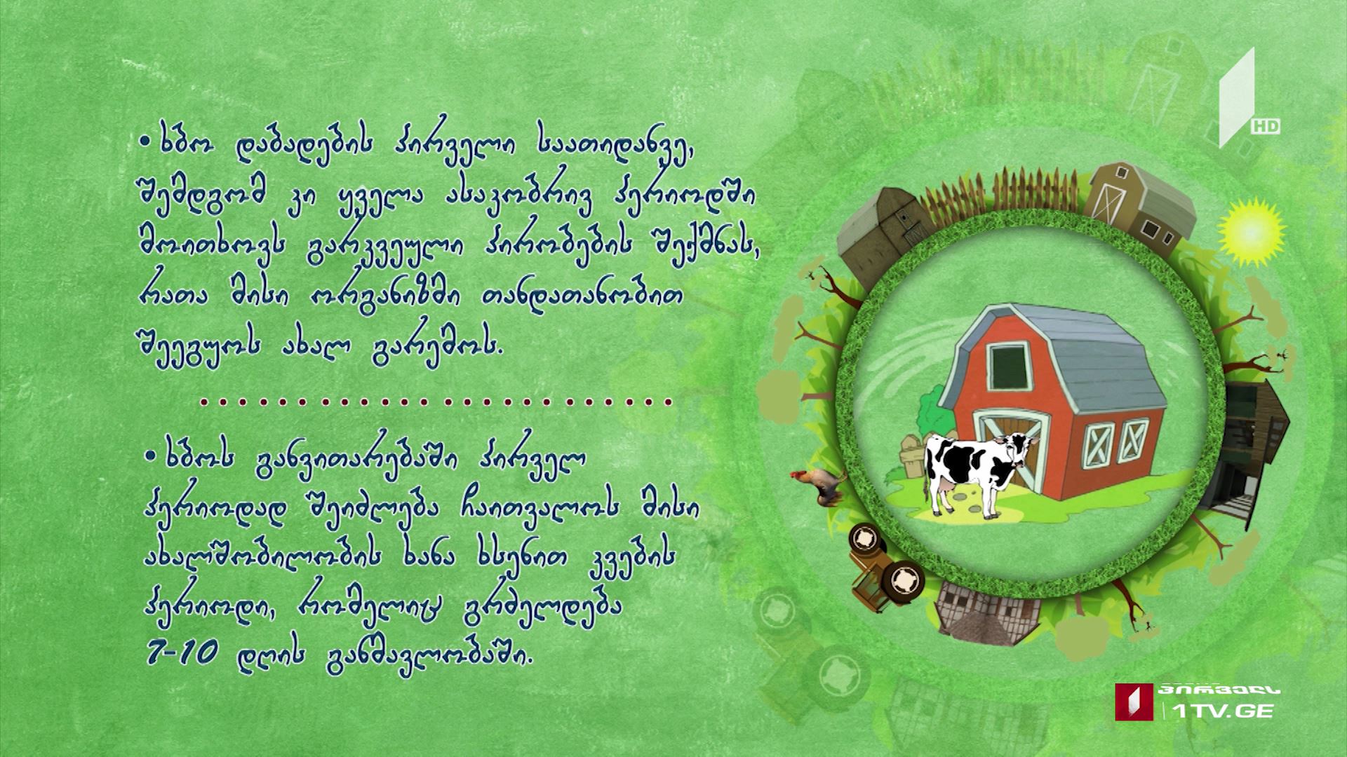 ჯანმრთელი ხბოს გამოზრდა