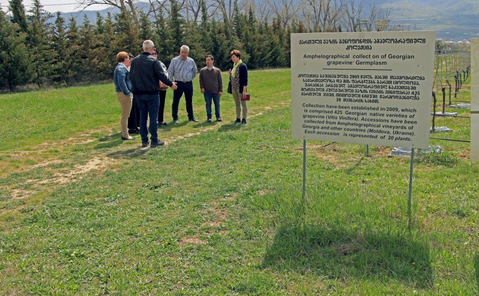 ჯიღაურას მრავალწლოვანი კულტურების საცდელ-სადემონტრაციო ბაზა უნგრეთის ელჩმა დაათვალიერა