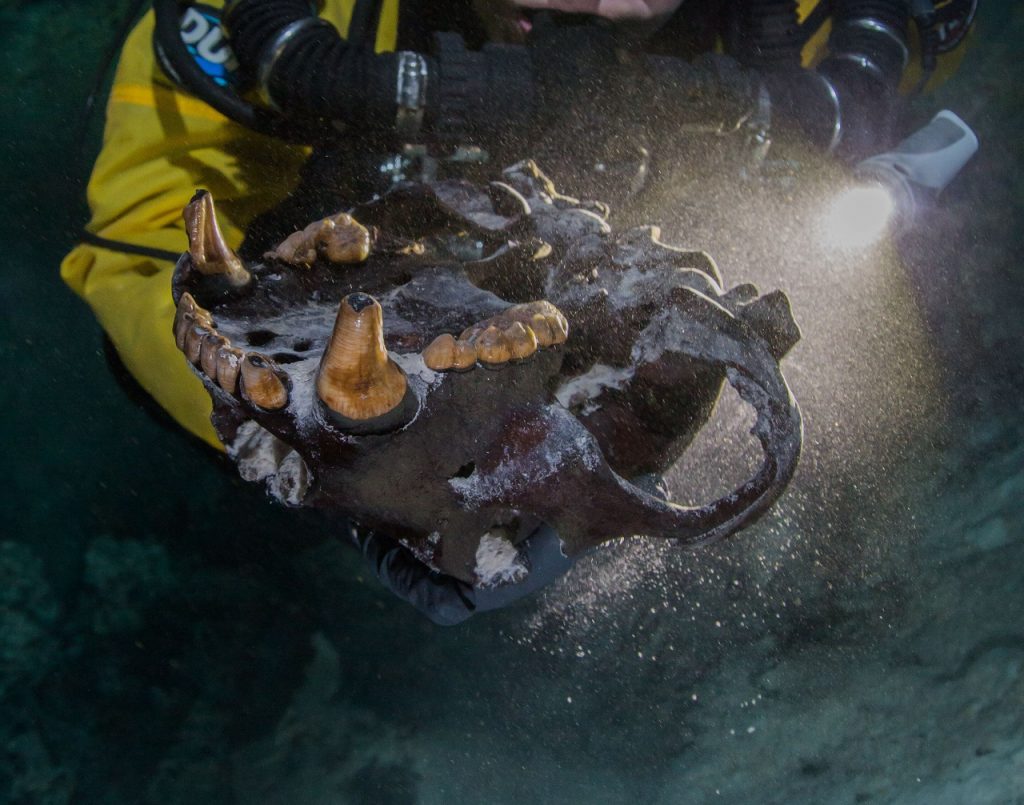 მექსიკაში, წყალქვეშა მღვიმეში გამყინვარების ხანის გიგანტური დათვისა და ადამიანის ძვლები აღმოაჩინეს