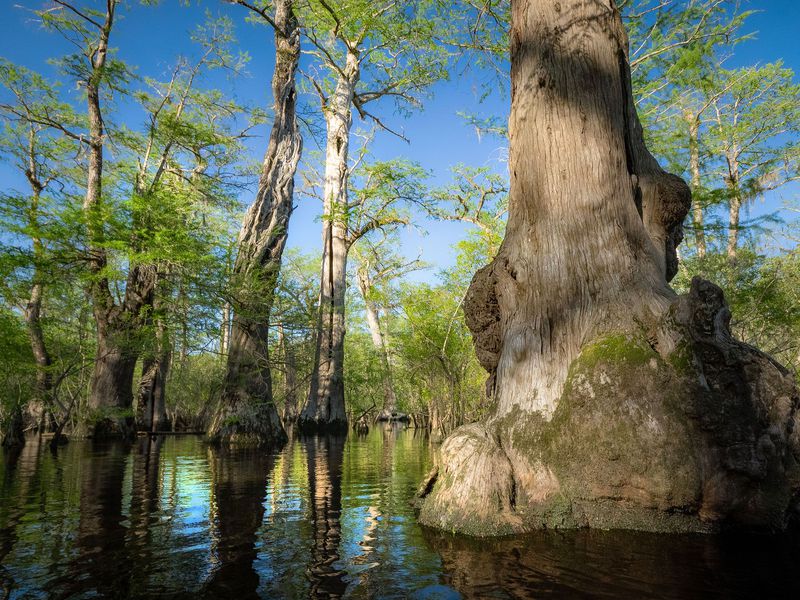 აშშ-ში 2624 წლის ცოცხალი ხე აღმოაჩინეს