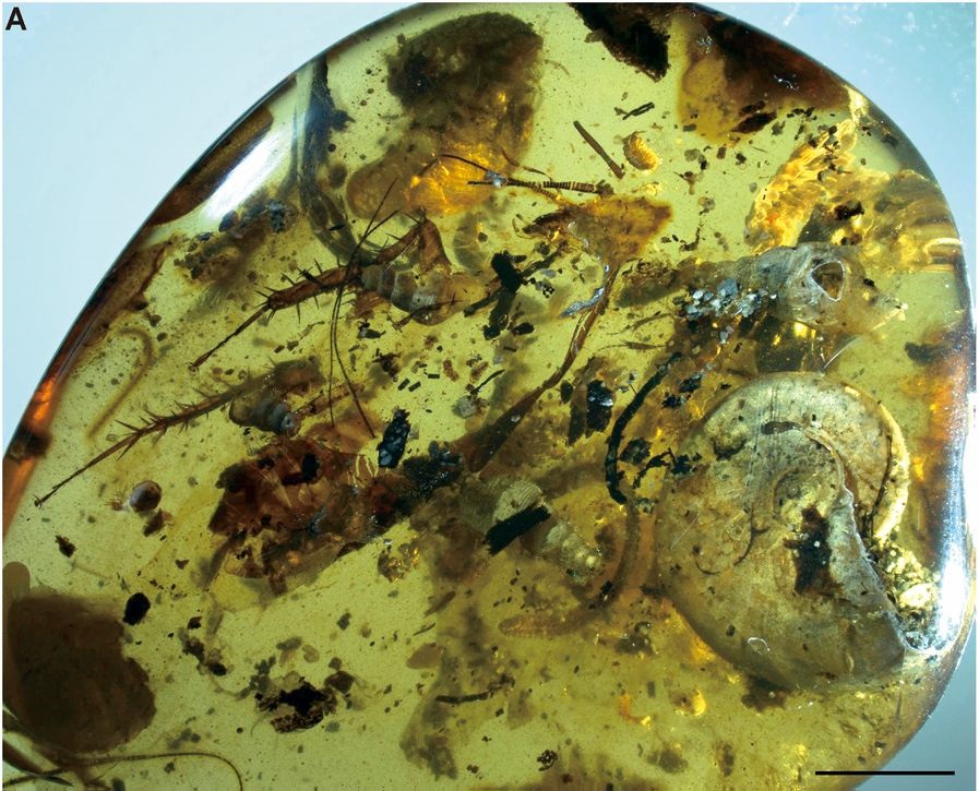 ქარვის ნატეხში 100 მლნ წლის წინანდელი ზღვის ბინადრები აღმოაჩინეს