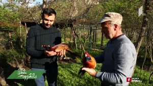 ფერმა 2019 06 02.mp4_20190602_130451.463