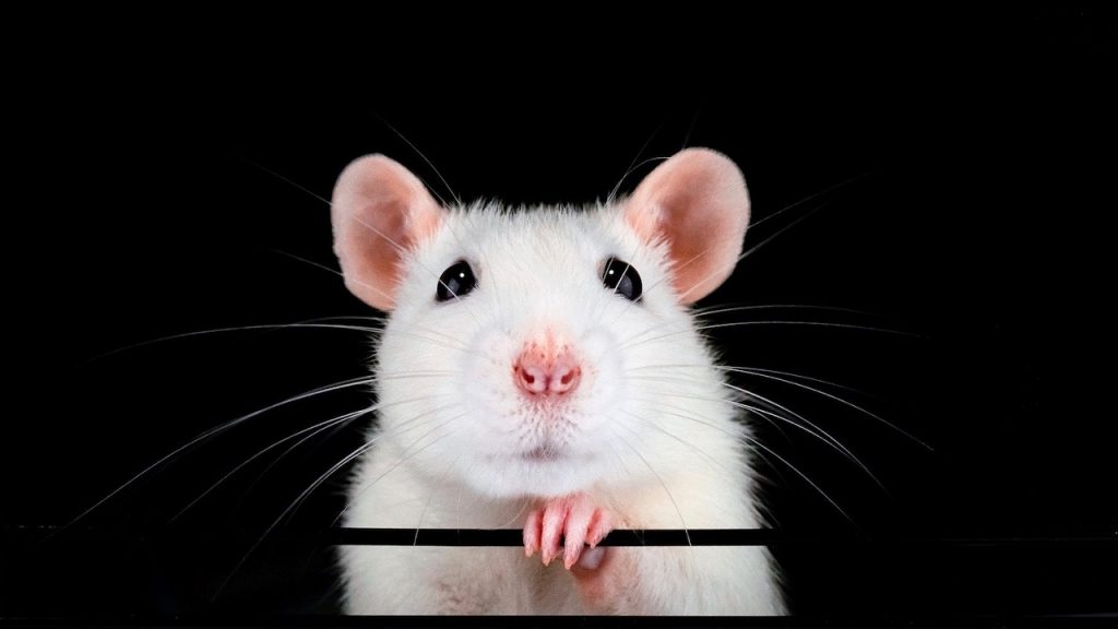 ცხვირში ღეროვანი უჯრედების შესხურების შემდეგ თაგვებს დაკარგული ყნოსვა აღუდგათ