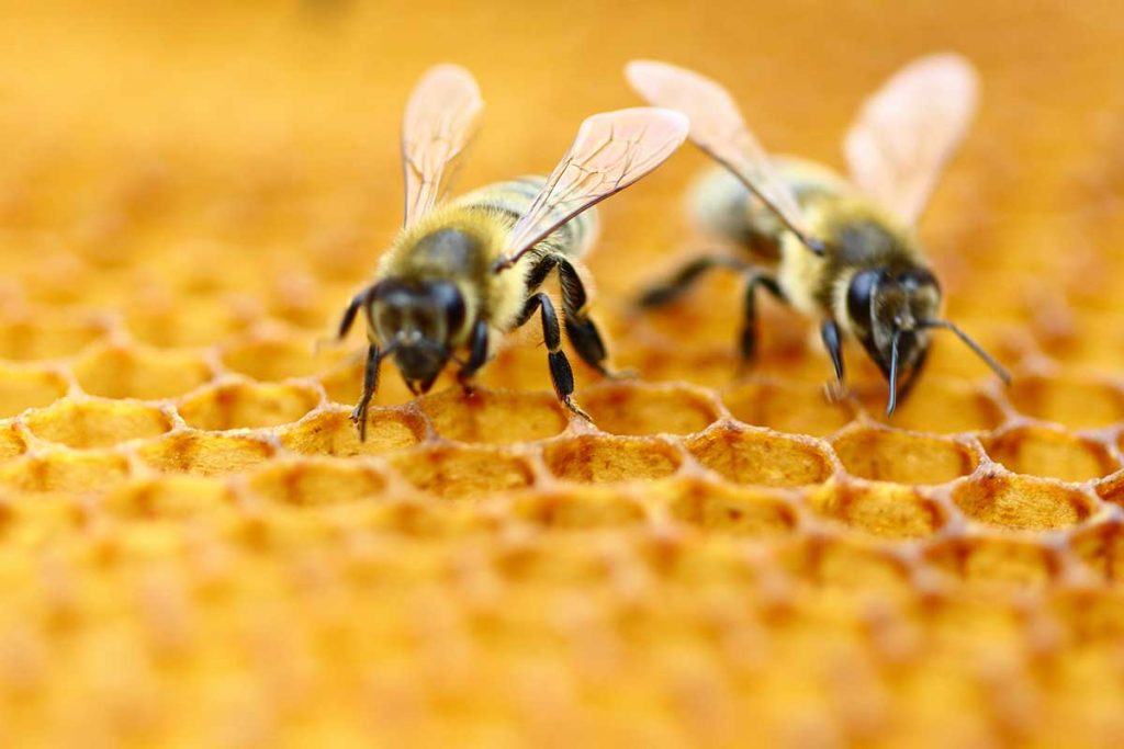 ფუტკრებს ციფრების აღქმა შეუძლიათ - ახალი ექსპერიმენტი