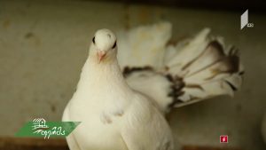 ფერმა 2019 06 09.mp4_20190609_111203.408