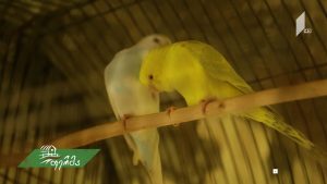 ფერმა 2019 06 09.mp4_20190609_110931.970