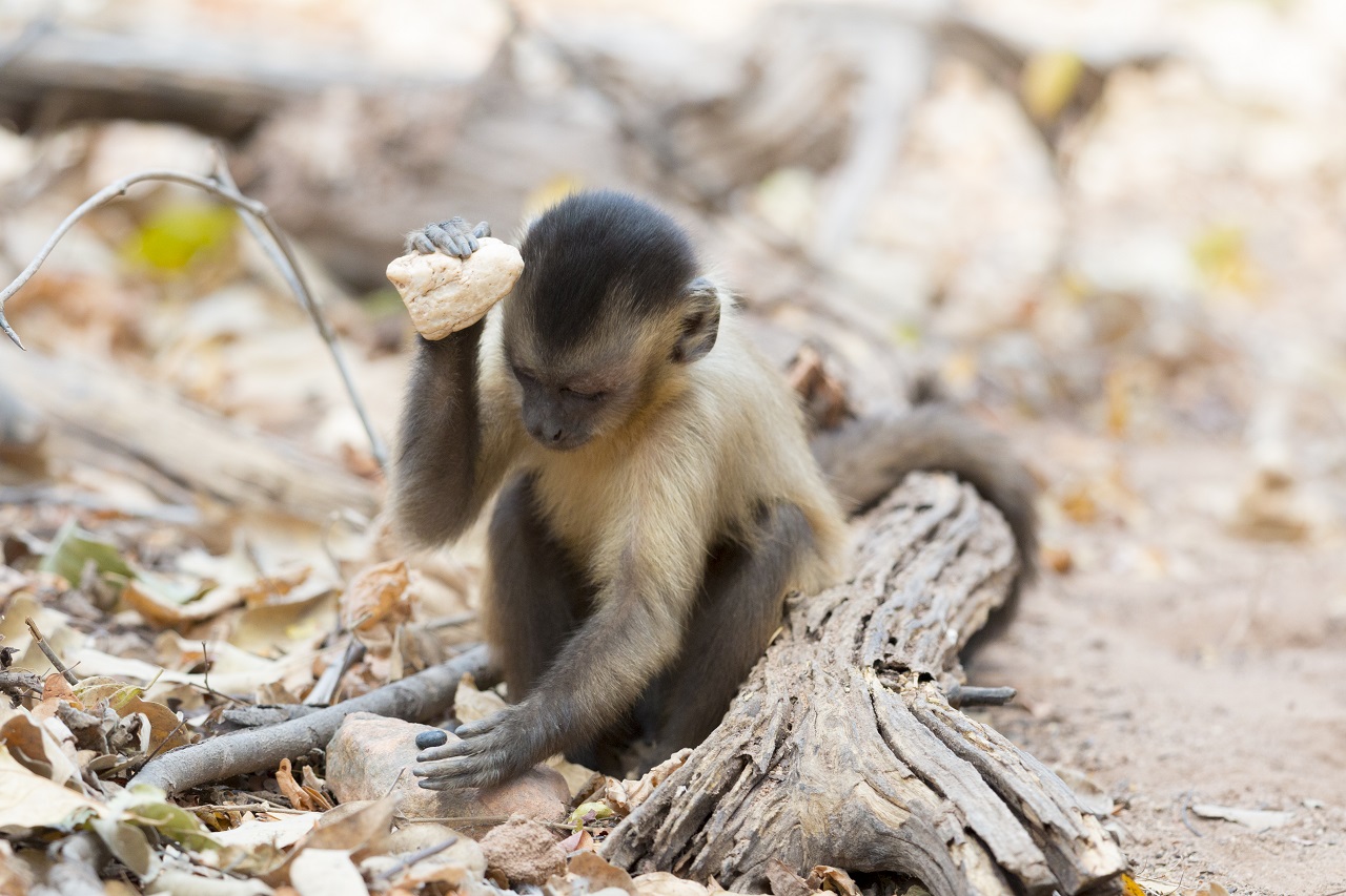 კაპუცინი მაიმუნები შესაძლოა, საკუთარ „ქვის ხანაში“ იმყოფებიან - ახალი კვლევა