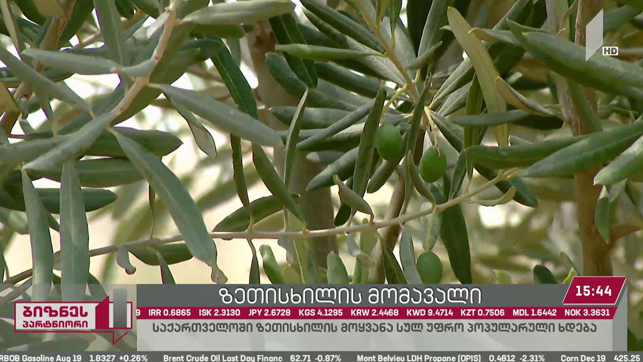 საქართველოში ზეთისხილის მოყვანა ყოველ წელს უფრო პოპულარული ხდება
