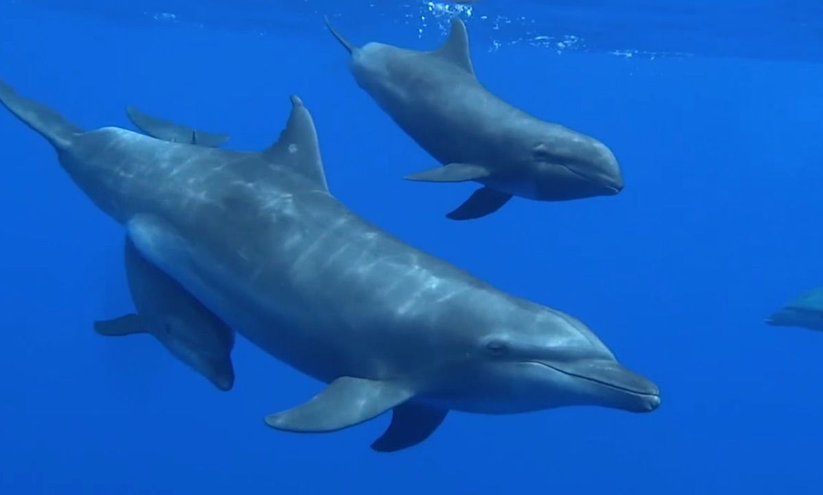 დააფიქსირეს დელფინი, რომელმაც სხვა სახეობის ობოლი ნაშიერი იშვილა - პირველად ისტორიაში