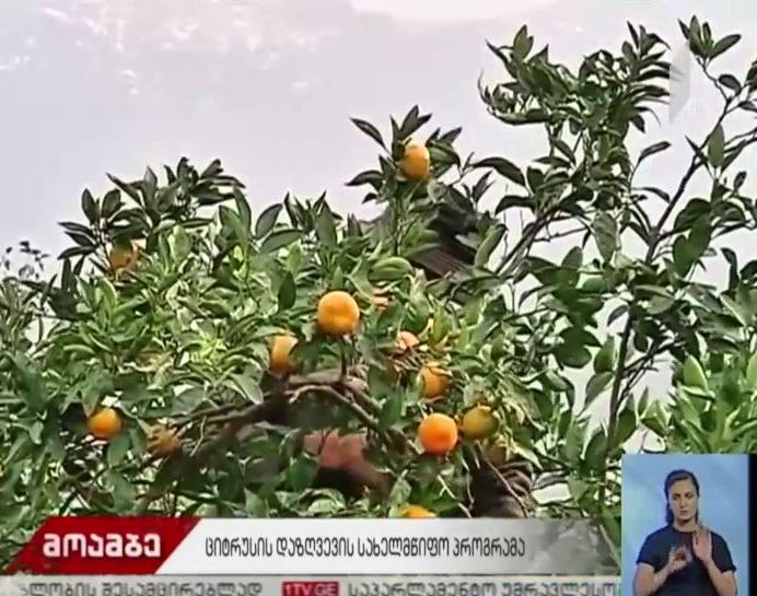 ციტრუსოვანი კულტურების დაზღვევის პროცესი დაიწყო