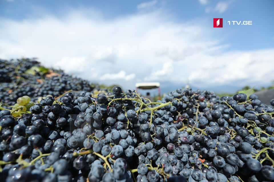 ღვინის ეროვნული სააგენტო - კახეთში გადამუშავებული ყურძნის მოცულობა 100 ათას ტონას აჭარბებს