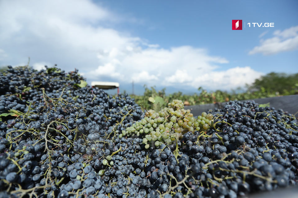 ღვინის ეროვნული სააგენტო - „რთველი 2020“-ის ფარგლებში, კახეთში გადამუშავებულია 40 ათას ტონამდე ყურძენი