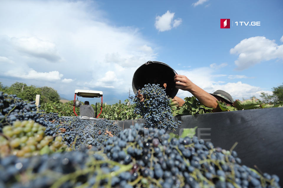 ღვინის ეროვნული სააგენტო - „რთველი 2020“-ის ფარგლებში, გადამუშავებულია 4 000 ტონა ყურძენი