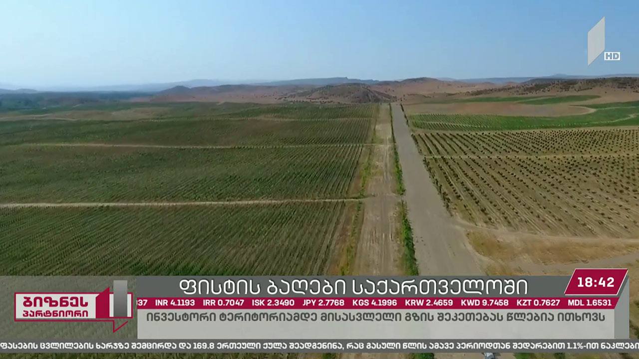 ფისტას ბაღები საქართველოში