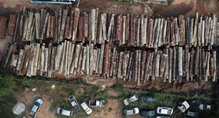„ჰუმან რაითს ვოჩი“ - ამაზონის ტყეში არსებული რესურსების გამო ბოლო ათწლეულში 300-ზე მეტი ადამიანი დაიღუპა