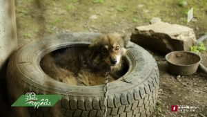 ფერმა 2019 09 29.mp4_20190929_190545.054