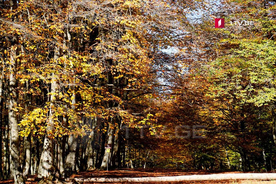 Dry weather in forecast till November 14