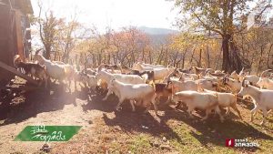 ფერმა 2019 11 24.mp4_000941480