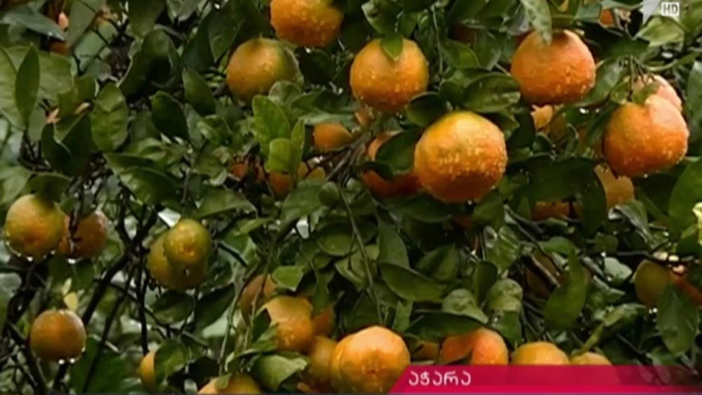 ნარინჯისფერი რთველი