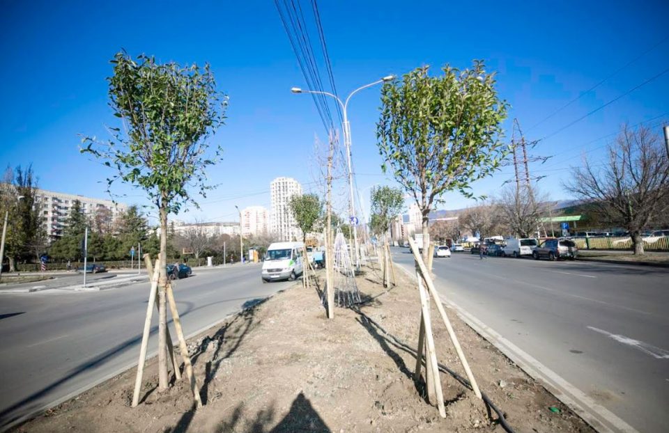 თბილისის მერიის გარემოს დაცვის საქალაქო სამსახურმა ფარნავაზ მეფის ქუჩაზე არსებული შუა გამყოფი ზოლი გაამწვანა