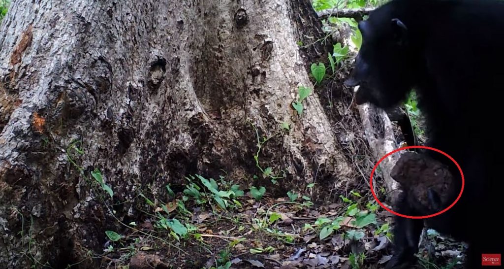მეცნიერებმა დააფიქსირეს, როგორ ესვრიან შიმპანზეები ხეებს ქვებს და ყვირიან — მიზეზი ჯერ უცნობია