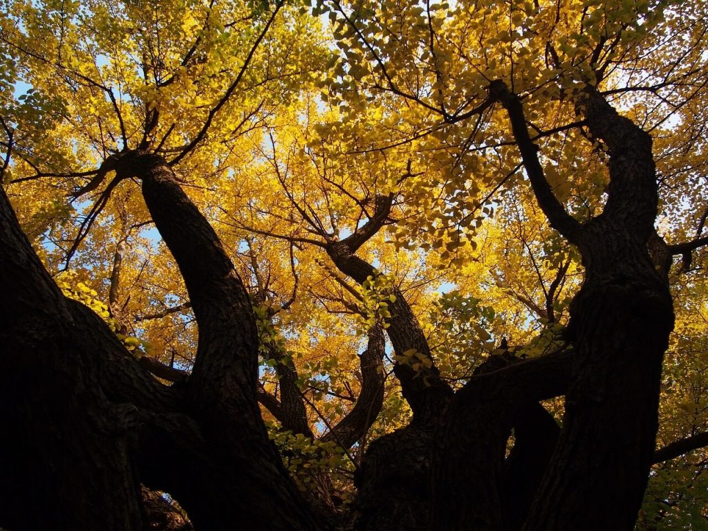უძველესი სახეობის თითქმის უკვდავი ხეების დღეგრძელობის საიდუმლო ამოხსნილია