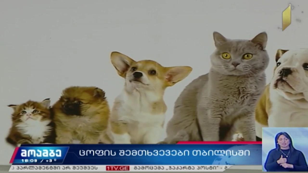 ცოფის შემთხვევები თბილისში