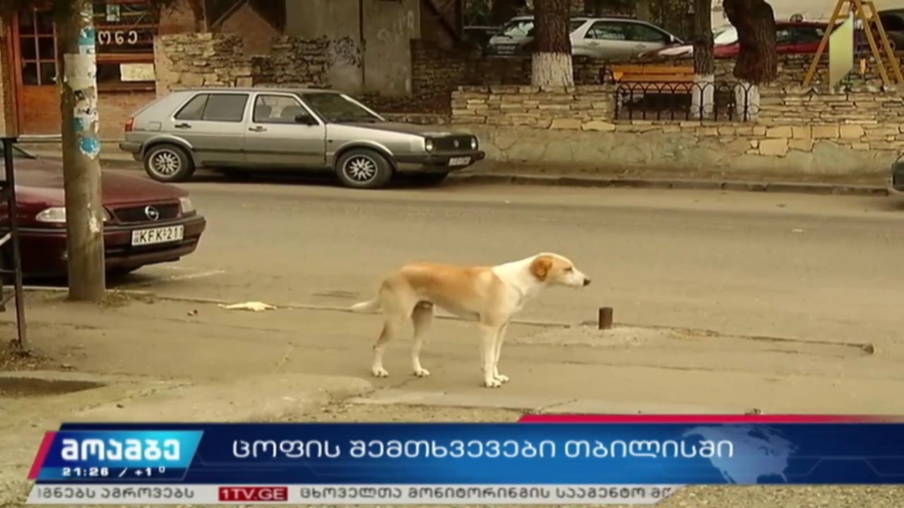 ცოფის შემთხვევები თბილისში 