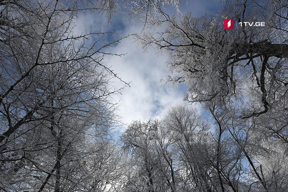 თოვლი საბადურის ტყეში - ფოტოამბავი