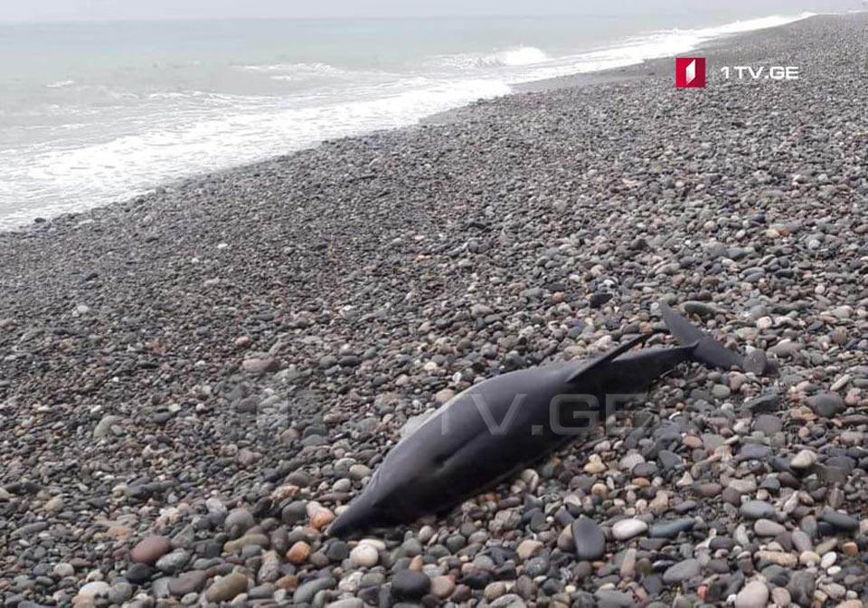 ბათუმში ზღვამ მკვდარი დელფინი გამორიყა
