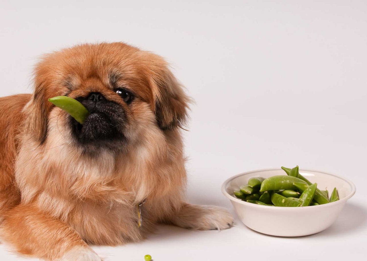 ძაღლები და ხილ-ბოსტნეული — რა ეჭმევათ და რა არა
