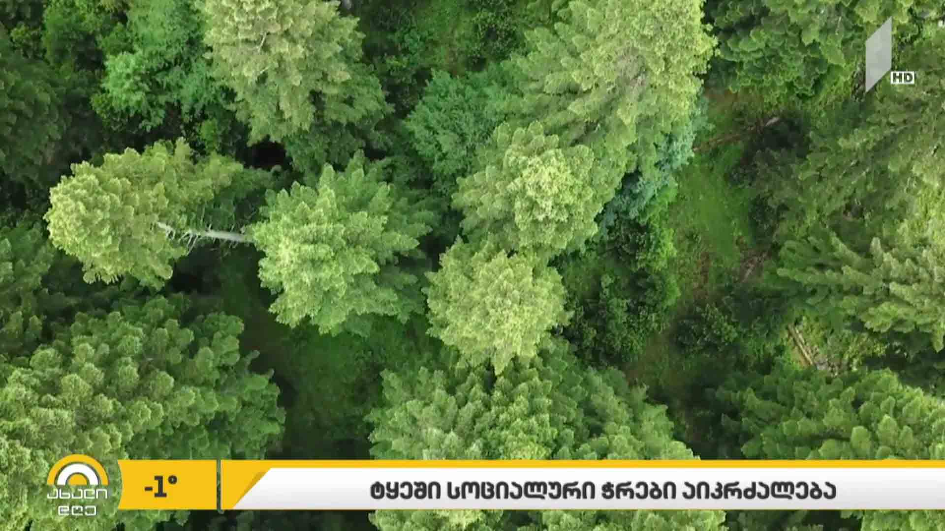 ბიზნესპარტნიორი ტყეში ე.წ. სოციალური ჭრა აიკრძალება