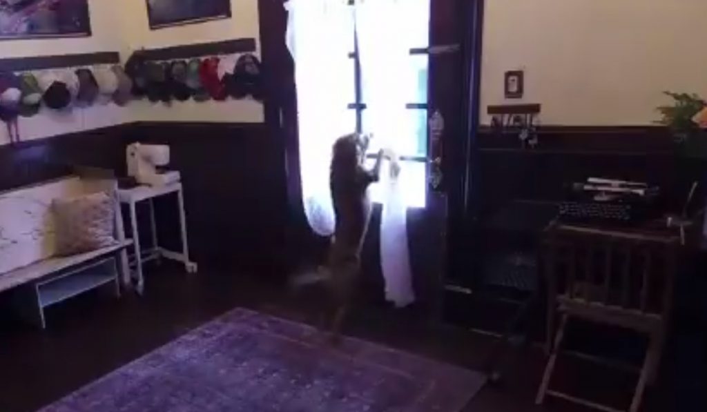 როგორ შეხვდა კოსმოსიდან სახლში დაბრუნებულ ნასას ასტრონავტს საკუთარი ძაღლი [ვიდეო]