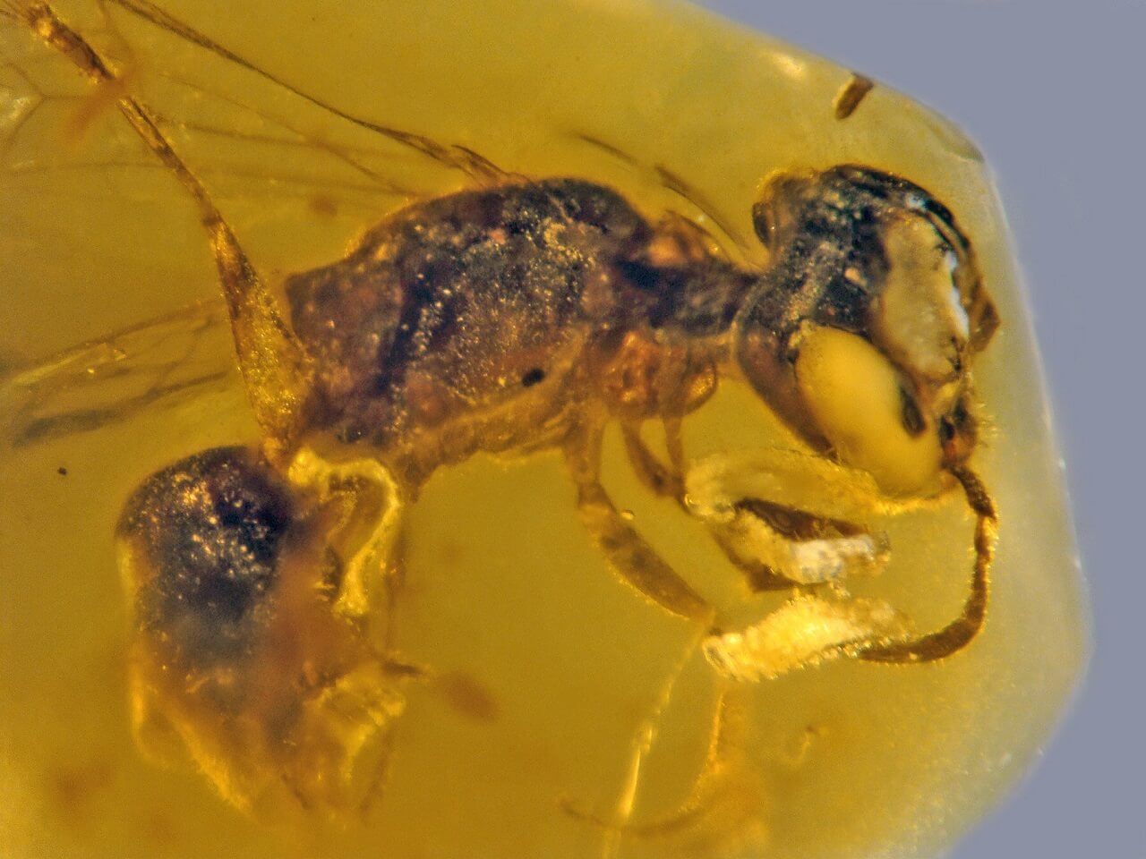 აღმოჩენილია ქარვაში 100 მლნ წლის წინ განმარხებული ფუტკარი, რომელსაც პარაზიტები და ყვავილის მტვერი აქვს მიკრული