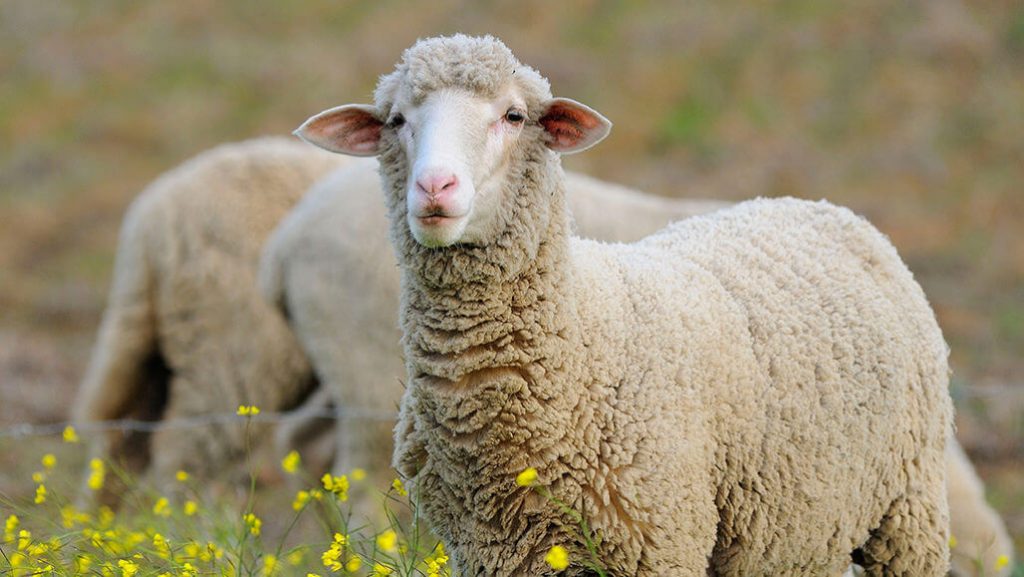 როგორ გვეხმარებიან ცხვრები და ბაქტერიები კორონავირუსის წინააღმდეგ ბრძოლაში