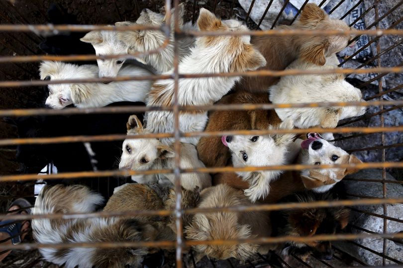 ჩინეთის ხელისუფლება პირველად აცხადებს, რომ ძაღლები და კატები ჩვენი კომპანიონები არიან და მათი ჭამა არ შეიძლება