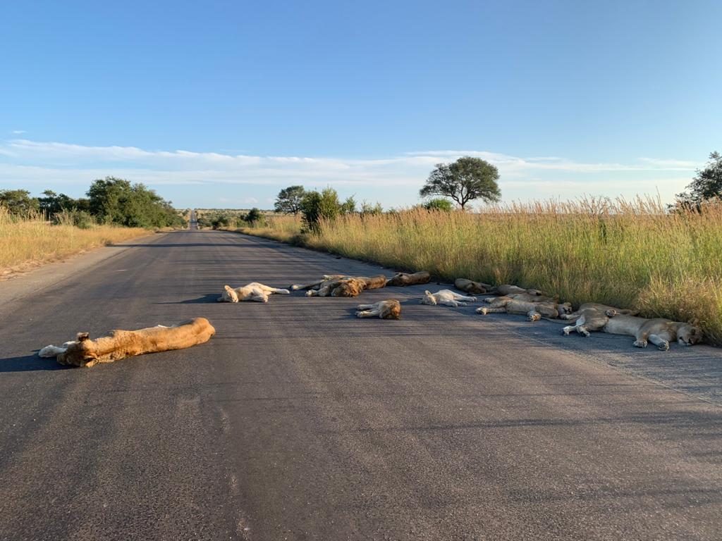 სამხრეთ აფრიკაში კარანტინის დროს ლომებს გზებზე სძინავთ