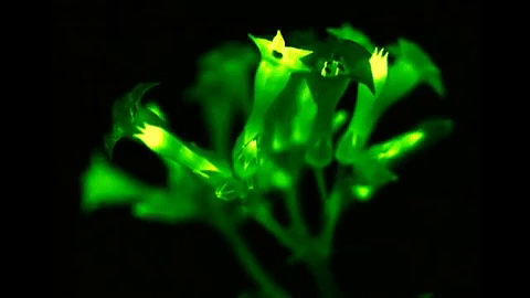 გენური ინჟინერიით მეცნიერებმა შექმნეს მანათობელი მცენარეები, რომლებიც მთელი სიცოცხლის განმავლობაში კაშკაშებენ