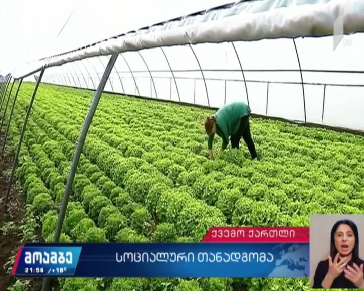 სოციალური თანადგომა სოფელ მარადისში