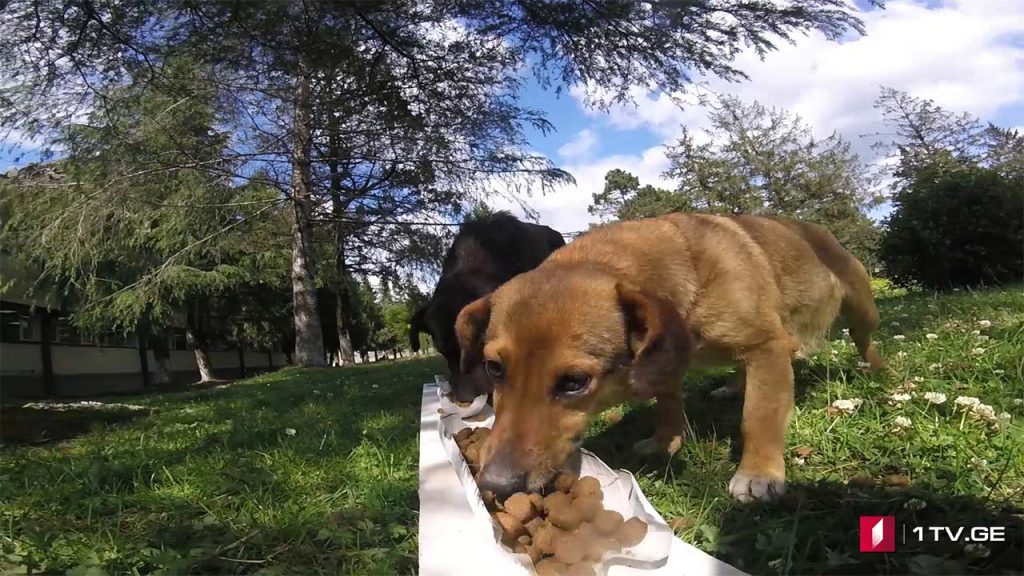ზრუნვა ოთხფეხა მეგობრებზე