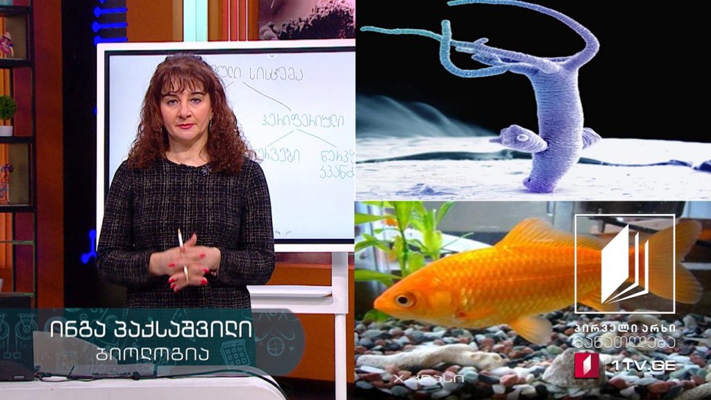 ბიოლოგია, X კლასი – ნერვული სისტემის ტიპები, 5 მაისი, 2020 #ტელესკოლა