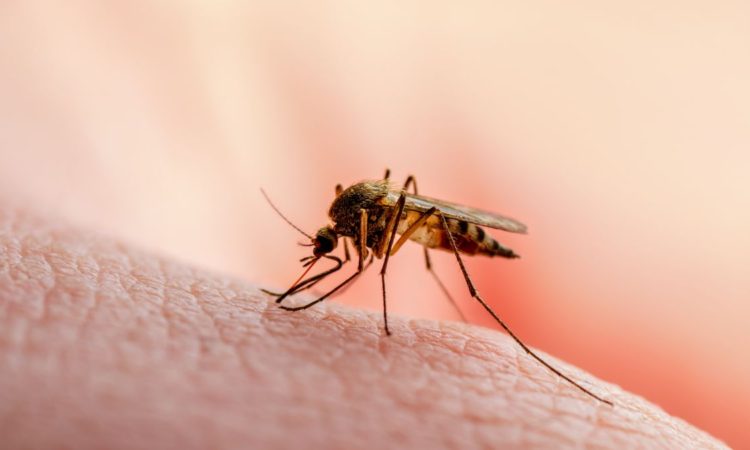 აღმოჩენილია მიკრობი, რომელიც კოღოებს მალარიის გავრცელების უნარს უბლოკავს