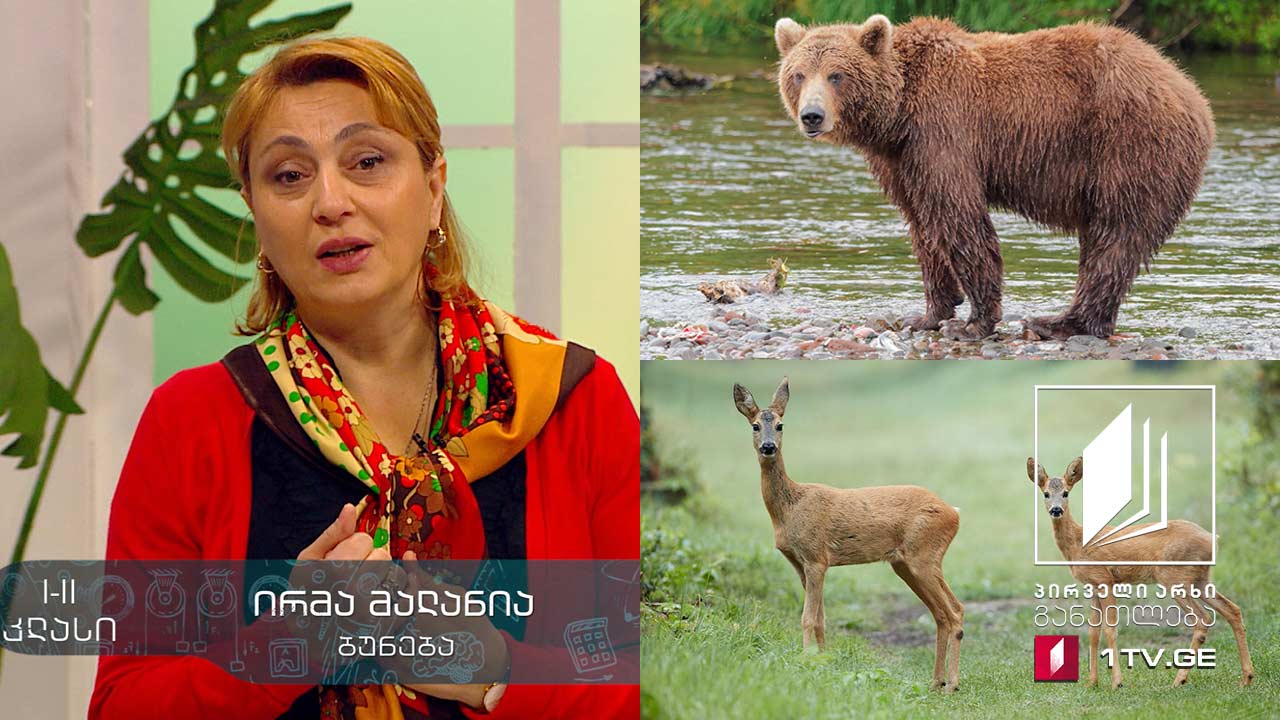 ბუნება, I-II კლასი - ცხოველთა სამყარო, 6 მაისი, 2020 #ტელესკოლა