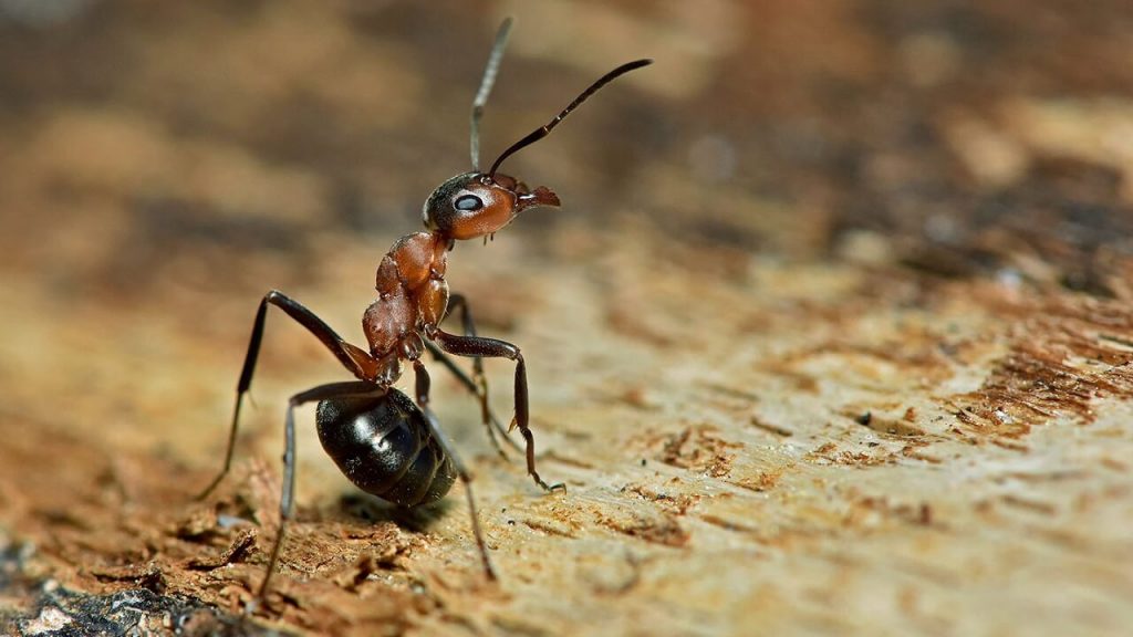 ხის ჭიანჭველები მოკლე და გრძელვადიან მეხსიერებას ტვინის სხვადასხვა მხარეს ინახავენ — ახალი კვლევა