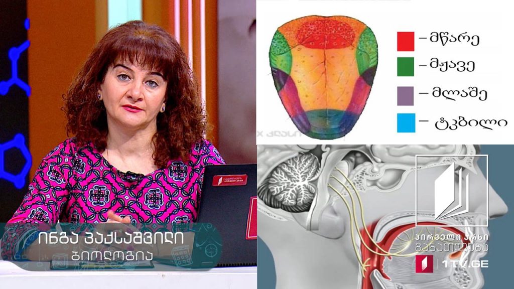 ბიოლოგია, X კლასი – გრძნობათა ორგანოები, 19 მაისი, 2020 #ტელესკოლა