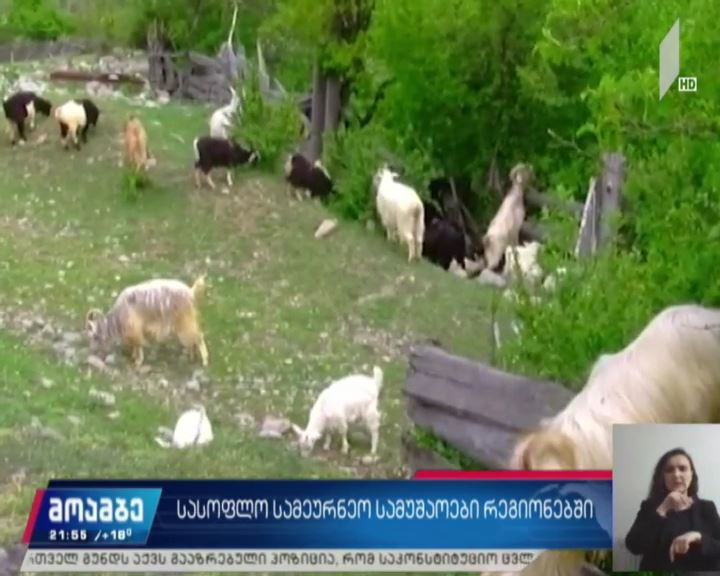 სასოფლო სამეურნეო სამუშაოები რეგიონებში 
