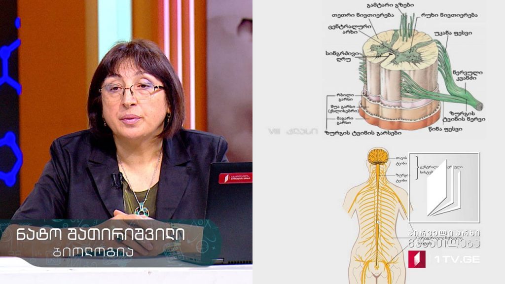 ბიოლოგია, VIII კლასი – ცენტრალური ნერვული სისტემა, 21 მაისი, 2020 #ტელესკოლა
